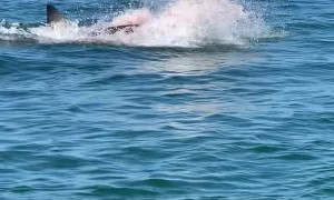 Vacationers Observe a Shark Having a Meal