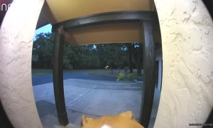 Dog Tests Out New Doorbell