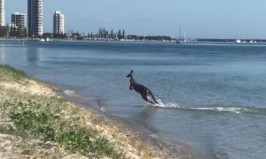 Kangaroo goes for a quick swim in the ocean