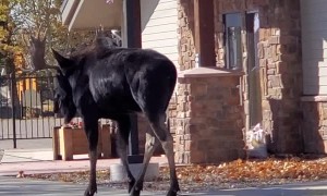 Small Dog Moves Large Moose Along