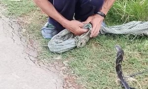 Man Has No Fear of King Cobra