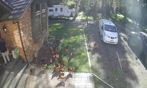Guard Chickens Surround Delivery Driver