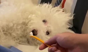 Doggy Not Sure About Tooth Brushing Time