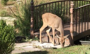Deer and Skunk Snack Together