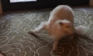 Seriously Excited Doggy Spins on the Spot