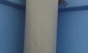 Porta Potty Occupied by Huge Huntsman Spider