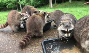 Multiple Species Mingle to Enjoy a Meal