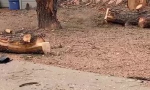 Falling Tree Slab Sticks the Landing