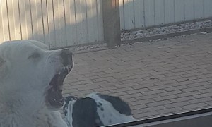 Doggies Having a Heated Discussion