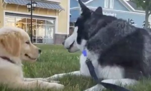 Siberian Husky "Talks" Life Lessons With Golden Retriever Puppy
