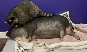 Raccoon Tries His Best to Annoy Porcine Pal