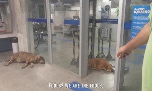 Dogs Take Refuge in Bank to Escape Heat Wave