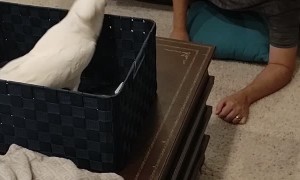 Cockatoo Doesn't Like Cleanliness