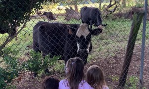 Nervous Kids Run From Cow