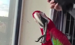 Colorful Parrot Calls for His Hat