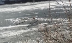 Rescuing a Dog from Cold Russian Water