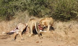 Territorial Lions Roaring over Meal