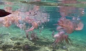 Man Snorkeling in an Ocean of Jellyfish