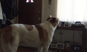 Bolee Belts Classic Dog Anthem