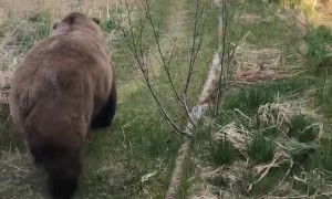 Katmai Brown Bear Poses for Quick Photo