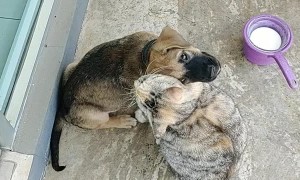 Friendly Kitty Gives Puppy Some Love