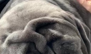 Romeo takes up a lot of room! I wouldn’t have it any other way