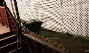 Bear Family Plays in Trash Can and Pool