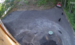 Local Mama Bear and Cubs Climb into Truck