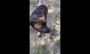 Dumped Dog Learns Love