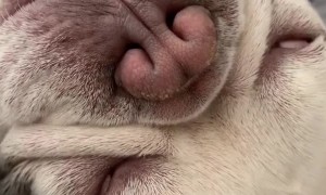 Today is the perfect day to stay in and cuddle with this snoring pup