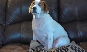 Dog is Not a Fan of Fan