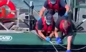 Buzzards Bay Turtle Disentanglement