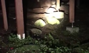 Bear Den Under My Deck