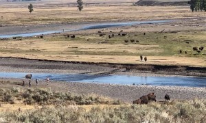 Bison Stampede in Yellowstone