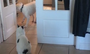 Doggy Can't Get Past Territorial Kitty