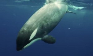 Incredibly Close Encounter With a Killer Orca Whale