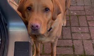 Pups Help Unpack the Groceries