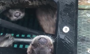 Otters Playing Peek-A-Boo