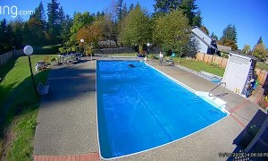 Rowdy Pooch Sprints Across Pool Cover