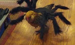 Chicken Lover Her New Halloween Costume