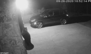 Black Bear Breaking into Car