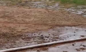 Hero Horse Pushes Horses Towards Safety in Barn Fire