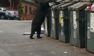 Black Bear Easily Opens Dumpster