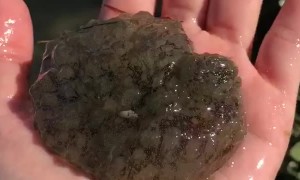 Sea hare was found in Nighthawk Bay in the Upper Laguna Madre