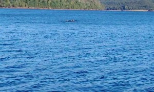Bald Eagle Swoops in and Snatches a Duck