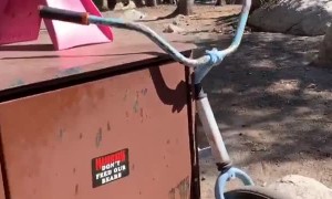 Bear Comes to Visit Human Friend