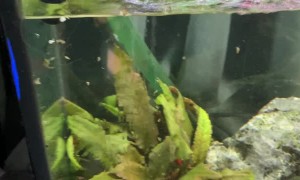 Snail Squirts Water Straight Out of Tank