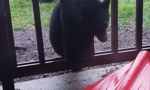 New Jersey Bear Family