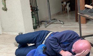 Macaw Loves to Wrestle With its Person