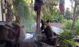 Bear Cubs Cool Off in Barrel Waterfall